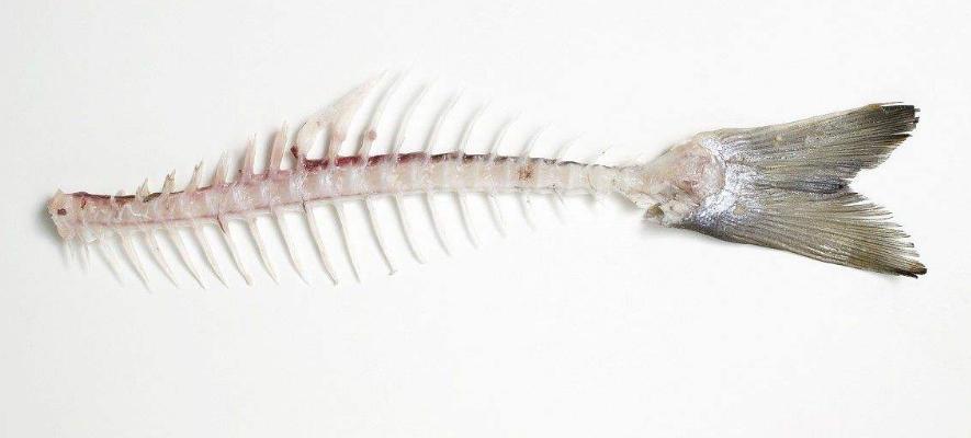 短毛德牧与长毛德牧配狗可以吗,德牧长毛智商高还是短毛德牧高