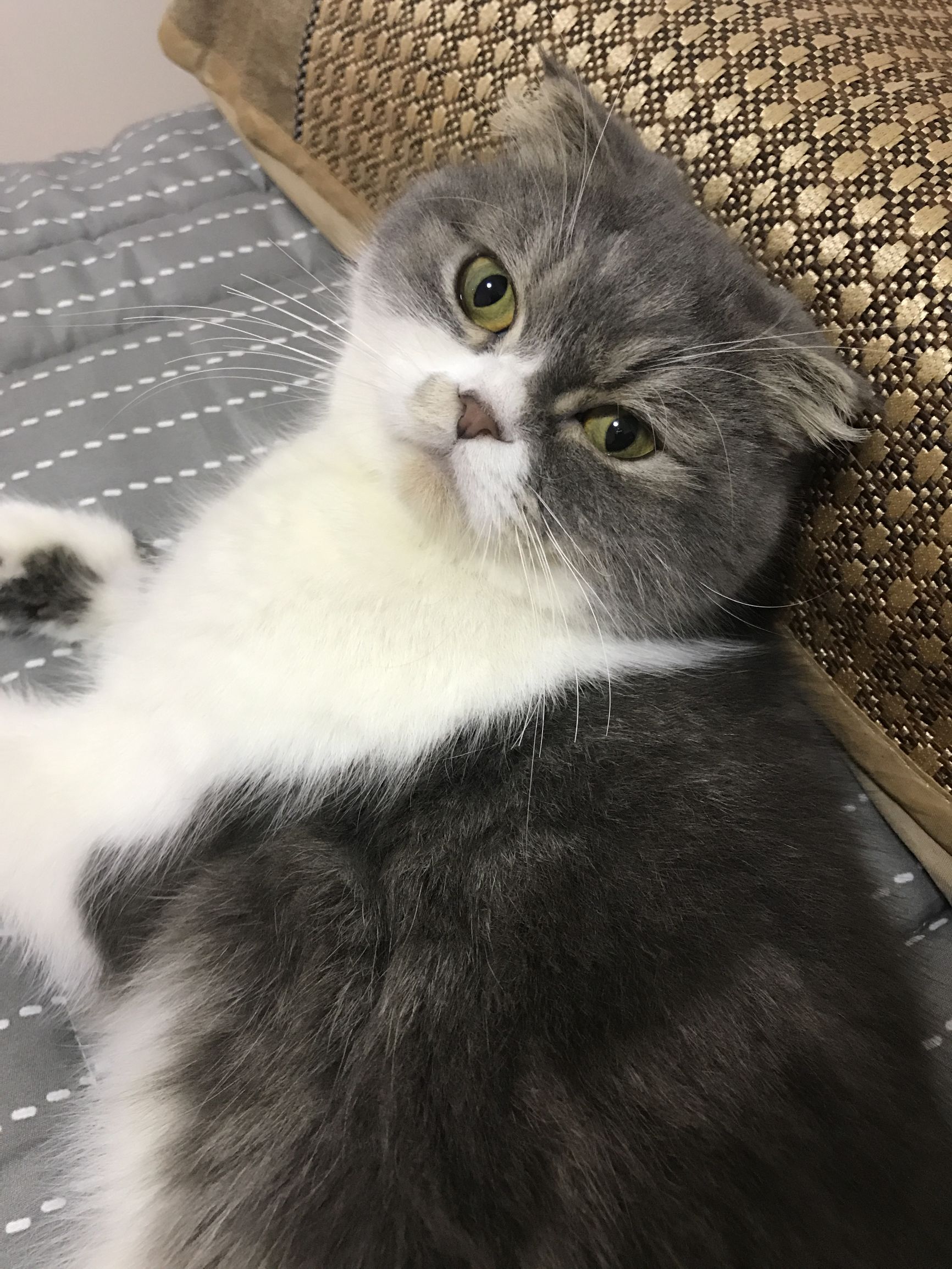 猫咪猫瘟是怎样的,猫咪知识科普不露脸