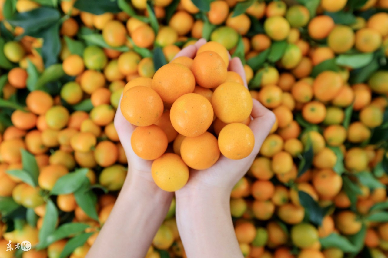 牙龈出血吃什么补维c,缺维生素c牙龈出血吃什么食物