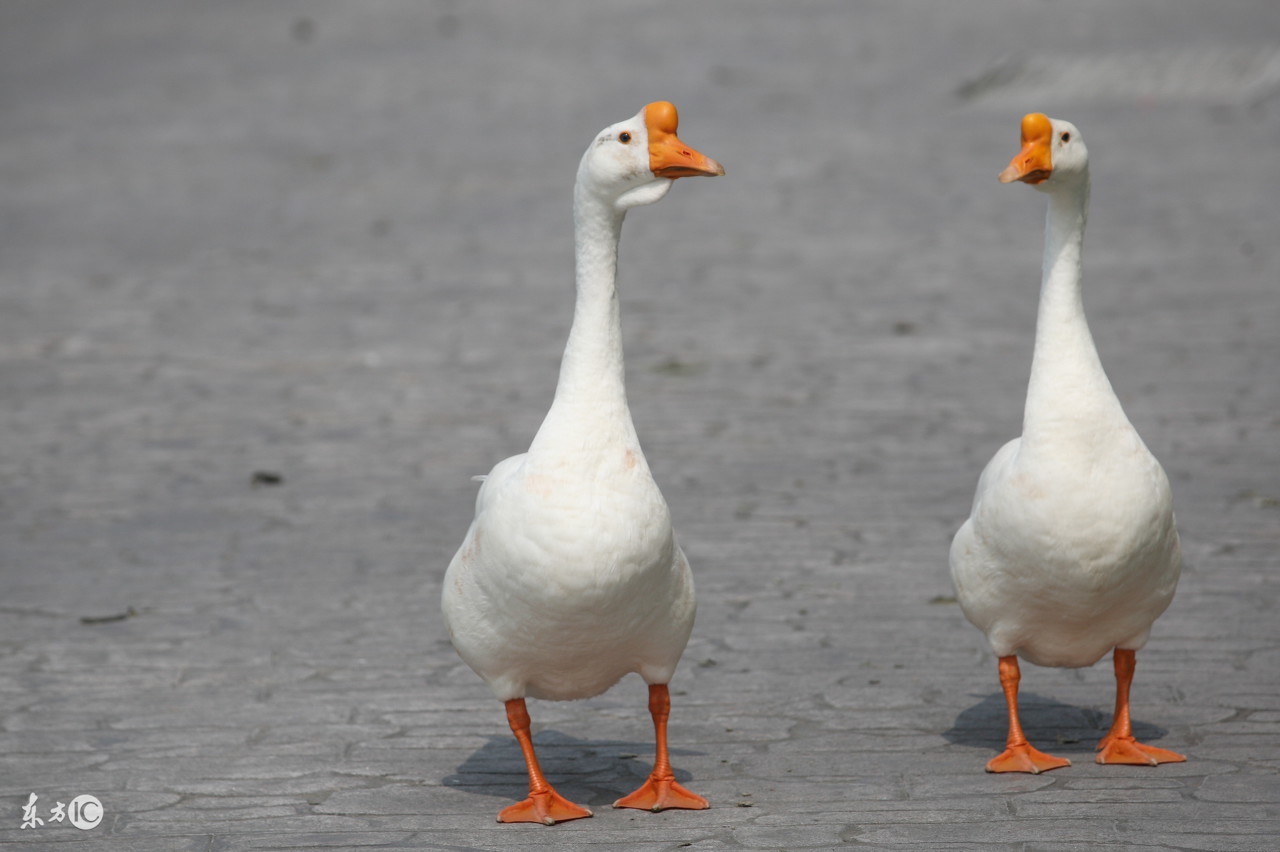 提高鹅产蛋率用什么药好,喂什么提高鸽子产蛋量