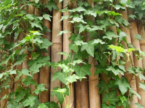 家里藤蔓植物,适合室外盆栽种植的藤蔓植物