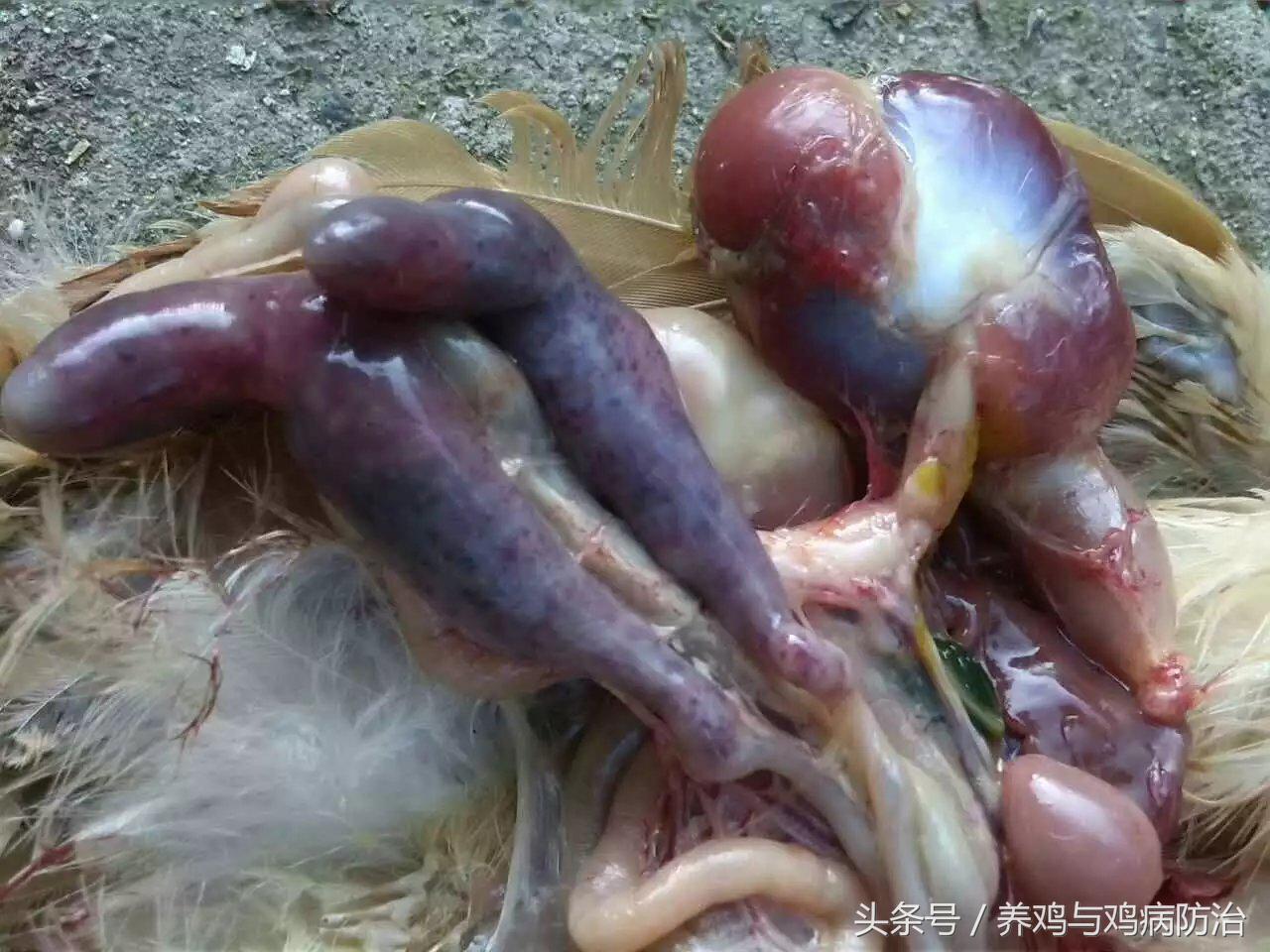 养鸡对肠道好吗,养鸡最好的肠道药