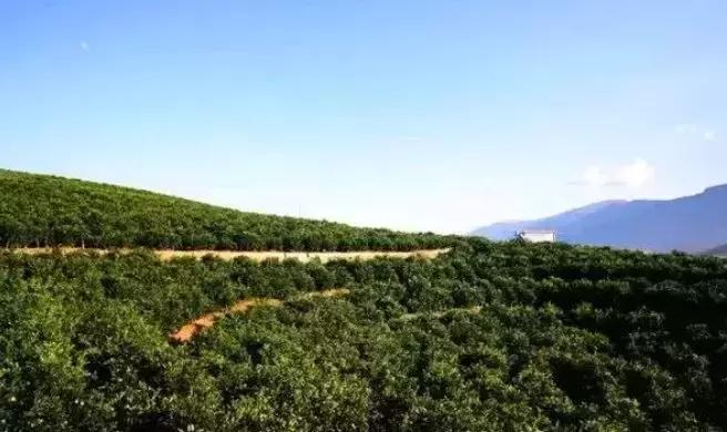 褚橙成功秘诀,褚橙一亩产多少