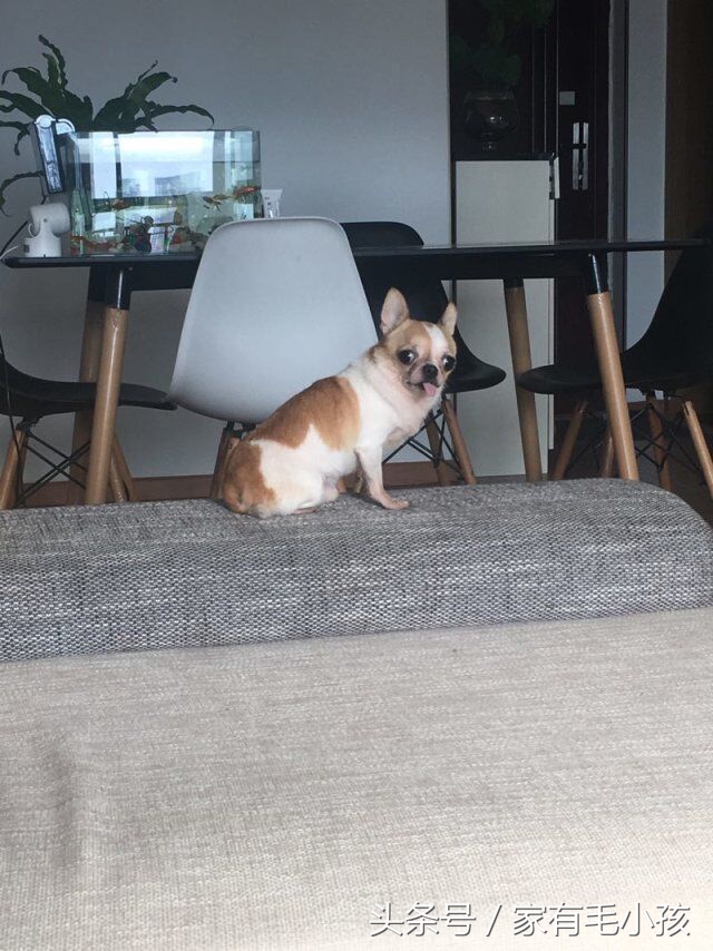 吉娃娃的舌头怎样才能收回去,吉娃娃舌头一直在外面