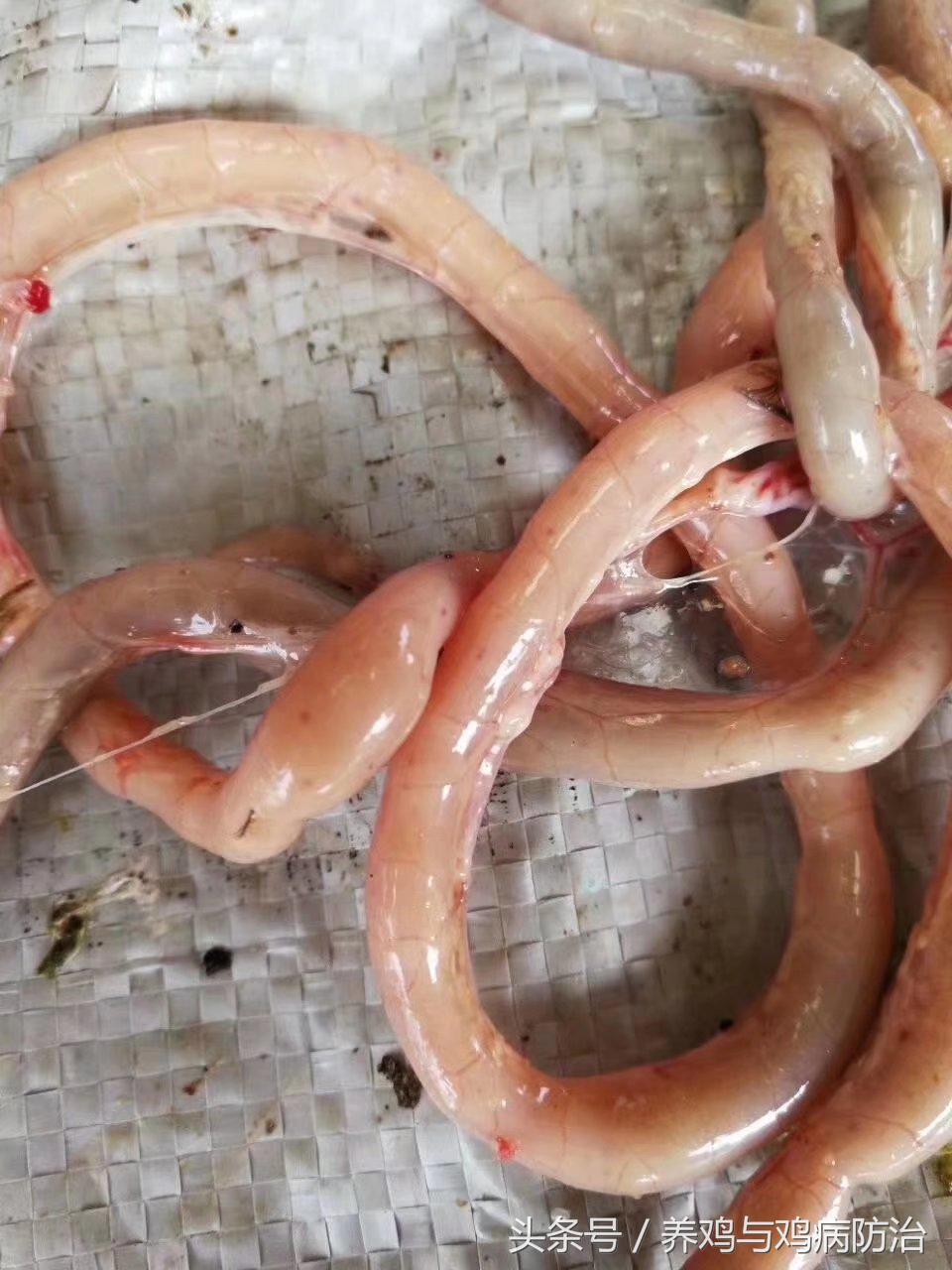 养鸡对肠道好吗,养鸡最好的肠道药