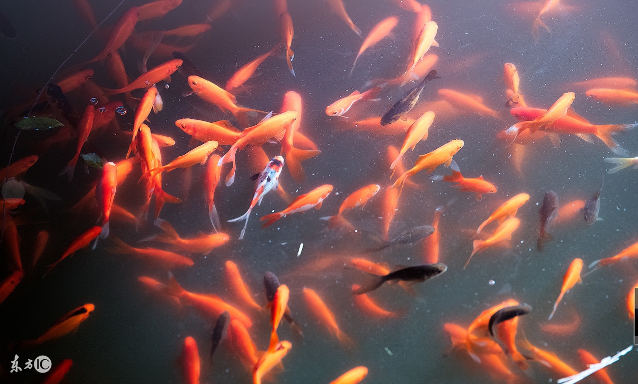 孕妇梦到下大雨了预示什么胎梦,梦到什么属于胎梦的征兆