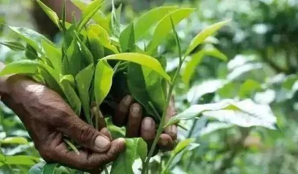 东莞红茶如何选择,广东人喝哪个品牌红茶比较多