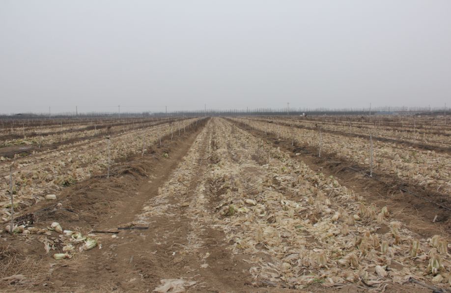 美菜在行动|60万斤娃娃菜严重滞销,美菜奔赴焦作驰援!