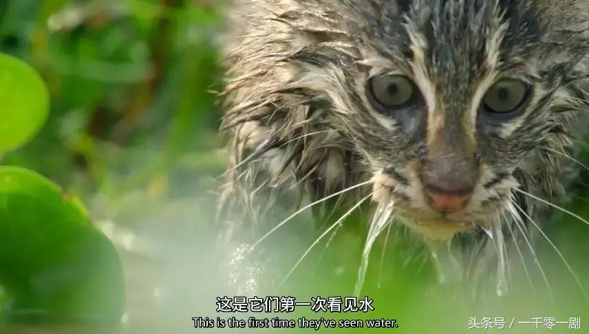 我打赌，这部「三级片」让你从此走上喵生巅峰！