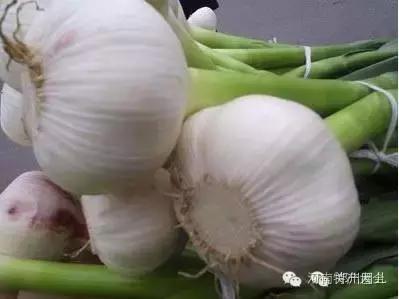 河南特产礼物,郑州特产送人的特色礼品