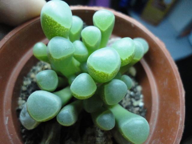 划划手机养养眼，让多肉美拍缓解你的疲劳，静下来明天再出发！