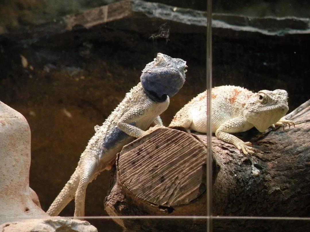 蓝色鬃狮蜥蜴稀有吗,鬃狮蜥黄系对比