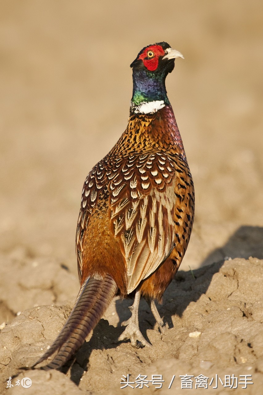 养土鸡发家,养山鸡故事