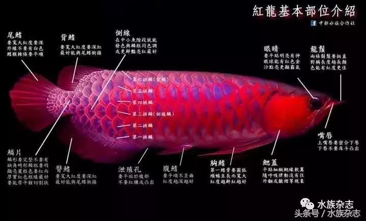 龙鱼入门百科图片,新手养龙鱼入门红龙
