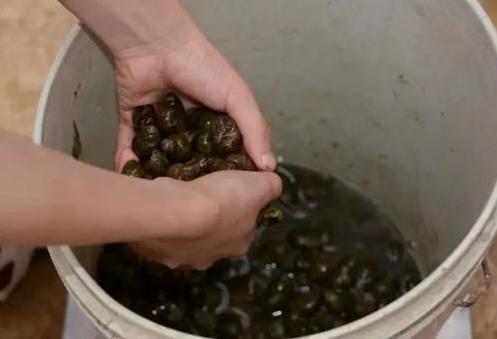 农村乡下水里的这些野货，你小时候有没有捉过？觉得好吃吗？