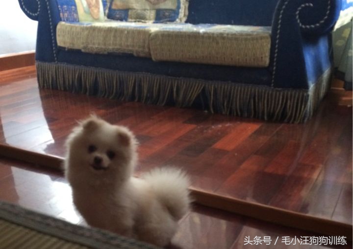 怎样治博美歪头,歪脖可不可以矫正