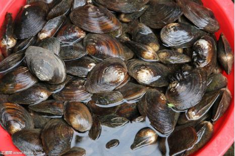 农村乡下水里的这些野货，你小时候有没有捉过？觉得好吃吗？