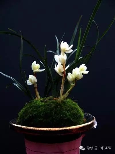 最名贵的兰花多少钱一棵,名贵的兰花多少钱一株