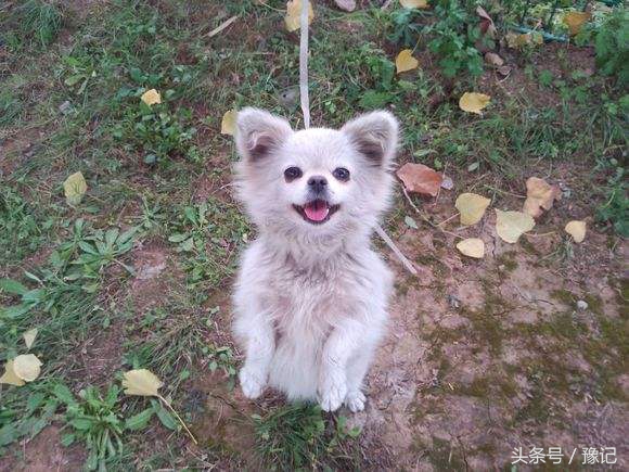 狗年将至，三只狗告诉我什么叫“知心的朋友，暖脚的老狗”