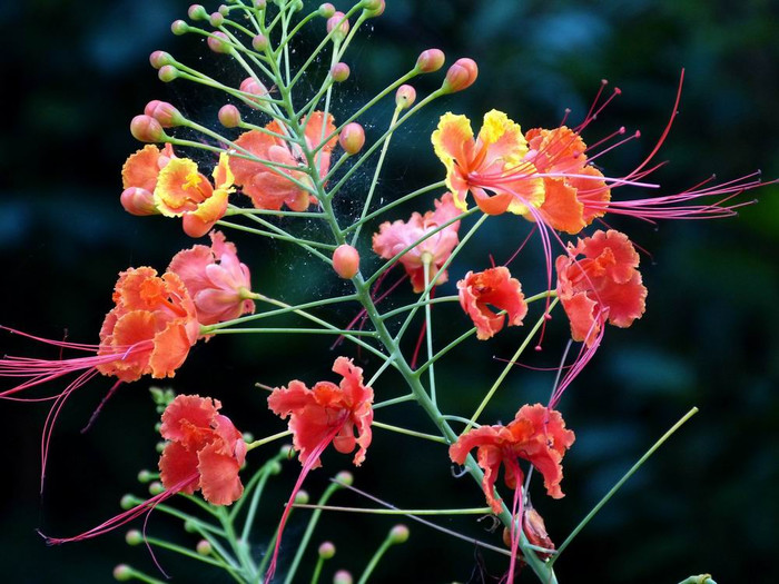 长滩之旅分享篇,长滩旅游行程