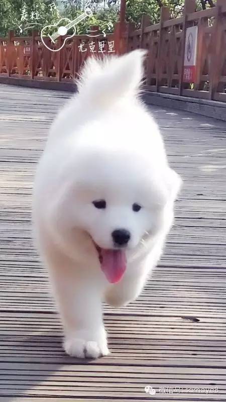 关于萨摩耶可爱的照片,萨摩耶有胎毛吗