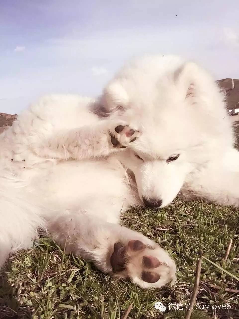 关于萨摩耶可爱的照片,萨摩耶有胎毛吗