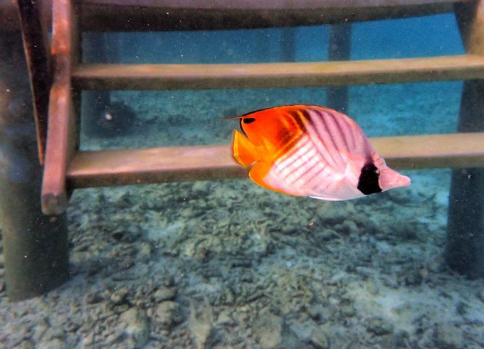 马尔代夫蓝色美人蕉岛,马尔代夫蓝色美人蕉旅游攻略