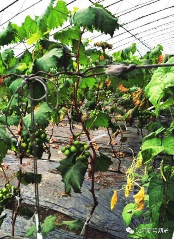 五一沈阳亲子游推荐 (2022年沈阳五一户外好玩的地方)