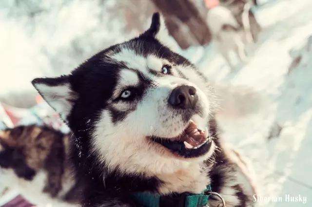 西伯利亚雪橇犬哈士奇白牙,西伯利亚雪橇犬哈士奇解说视频