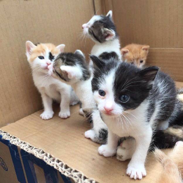 2021年上海领养狗狗,上海领养小动物的地方