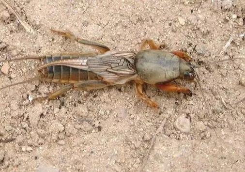 食虫植物怎么吃虫子,食虫植物是怎么吃掉虫子的