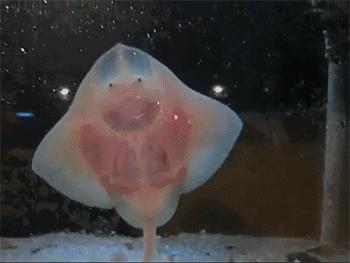 用我巨萌的强力剂，治愈你的宝宝萌化症