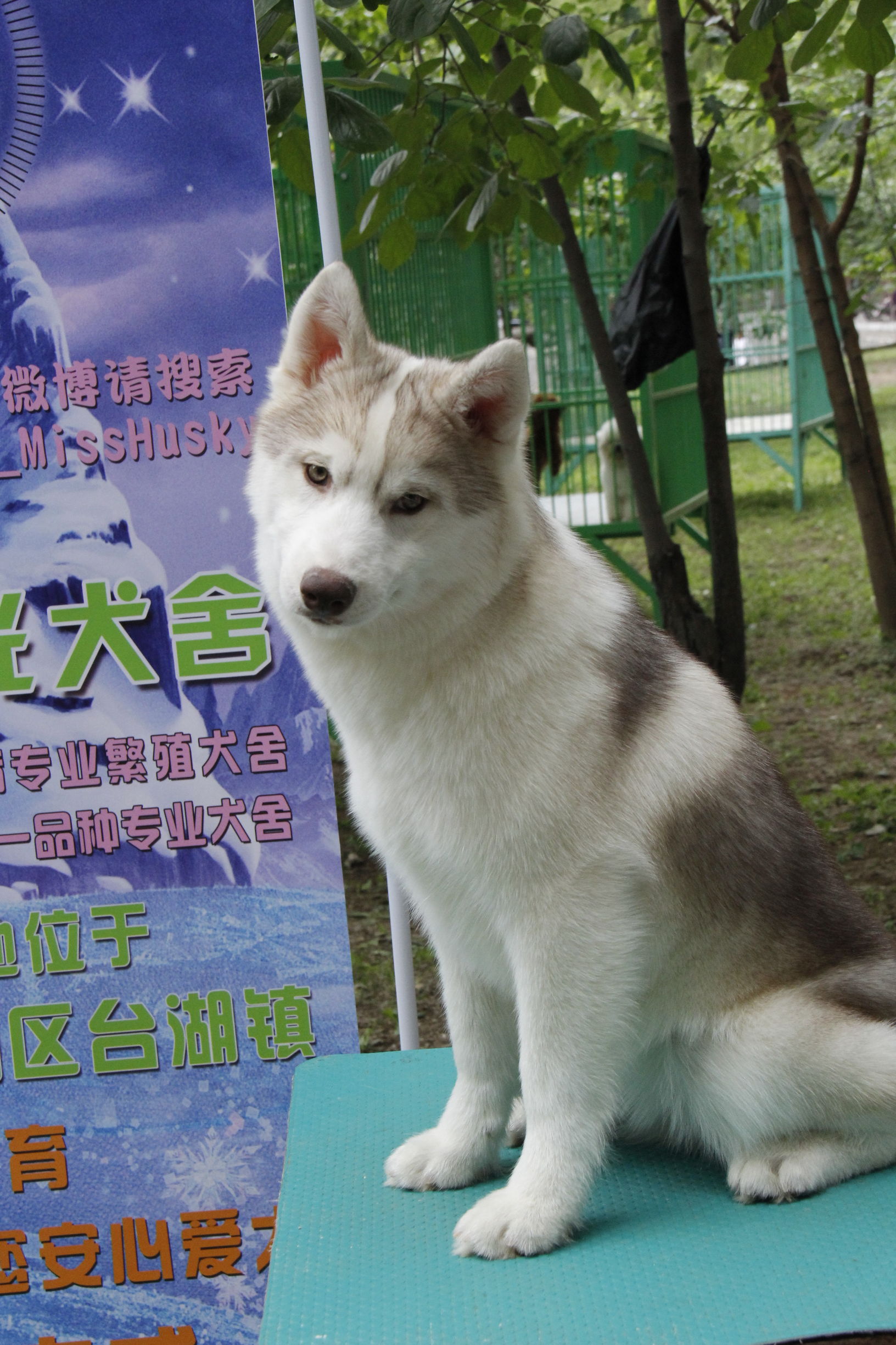 simon说狗：京北唯一纯种犬狗狗集市开业见闻