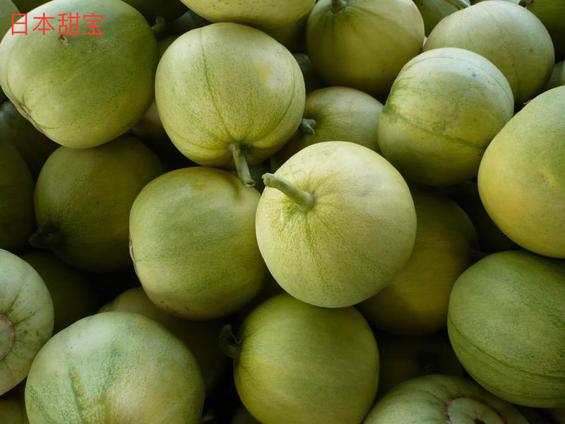 甜瓜品种类型介绍,甜瓜品种分布