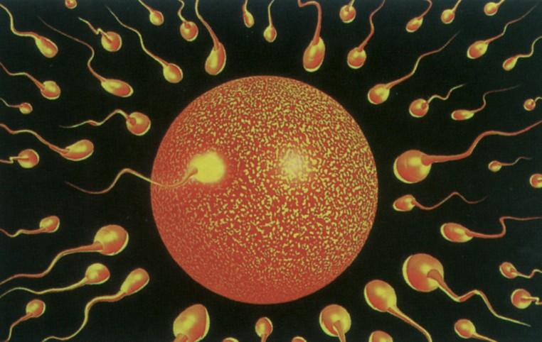 怀孕以后孕妈一定要知道的五件事,怀孕前三个月的妈妈应该注意什么