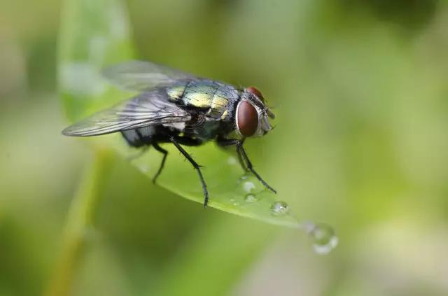 清洁工被蛇咬了,清洁工被狗咬怎么处理