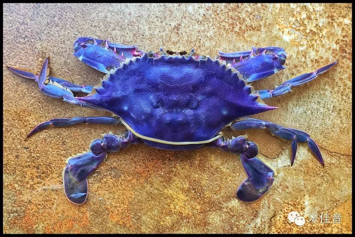 北戴河的风景很美,北戴河最美的地方