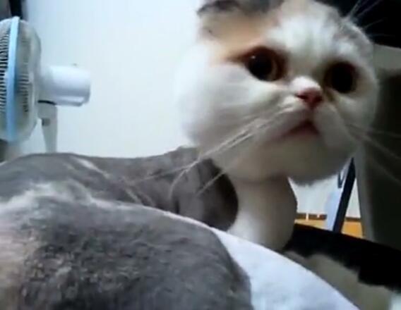 主人怎么叫小猫它才会回应,主人怎样叫猫咪