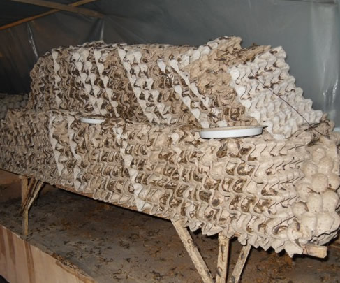 人工养蝎子的四个方面,人工养蝎子视频大全