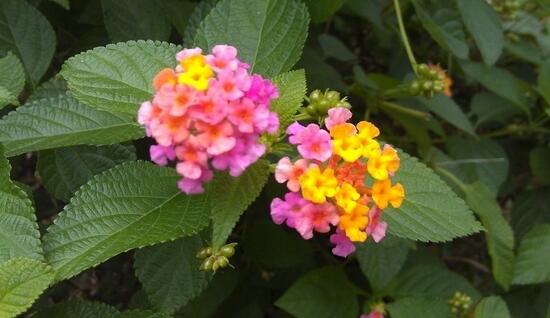 绿植花卉室内摆放实拍,绿植盆栽室内摆放