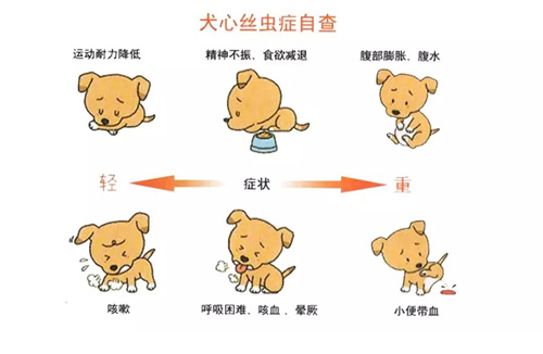 严重威胁狗狗生命的10大疾病（养宠必看）