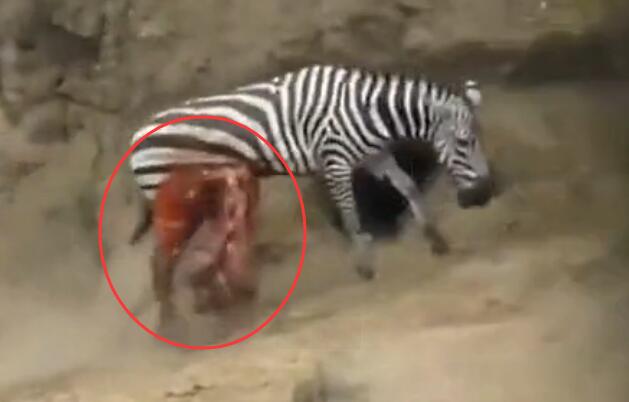 鳄鱼咬破蟒蛇的肚子,斑马被鳄鱼狠咬肚子后逃脱