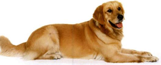 狗狗到新主人家不开心怎么办,春天来了狗狗开始烦躁了