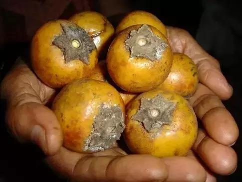 吃过这五种水果是土豪,这些水果吃过一半以上的全是土豪