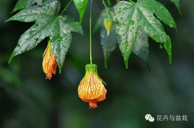 爬墙的花哪个爬得最快,爬墙很厉害的花卉