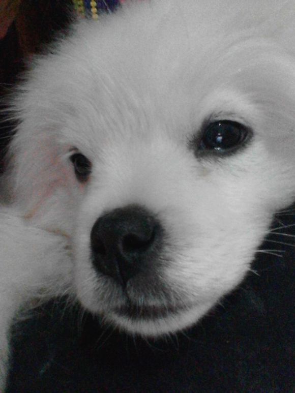 狗瘟怎么治疗彻底,狗瘟怎么治才能彻底好