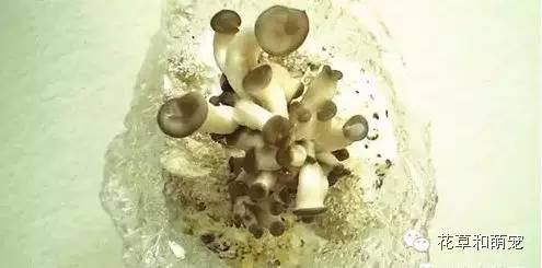 怎么在家里简单一点的种蘑菇,城里人想种菜怎么种