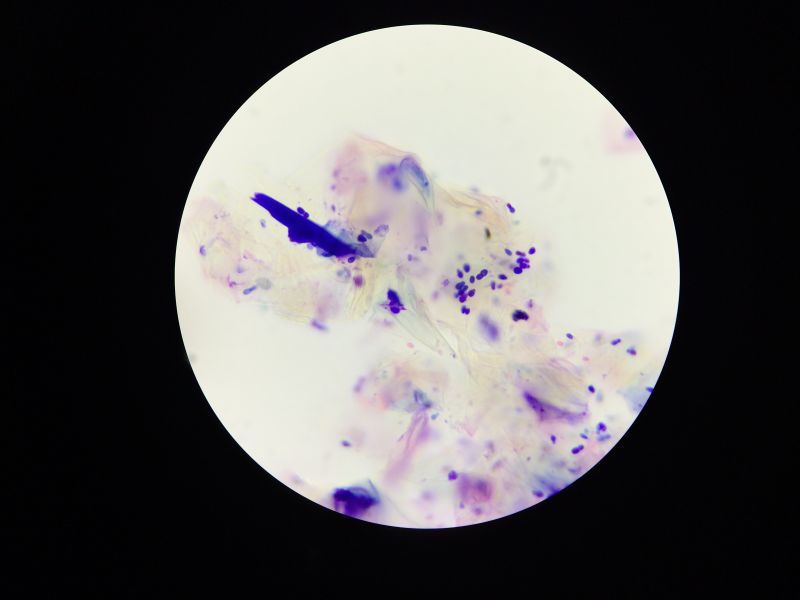 宠物医生如何预防狂犬病,宠物猫狗在什么环境下会得皮肤病