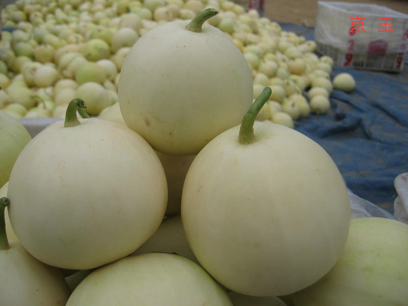 甜瓜品种类型介绍,甜瓜品种分布