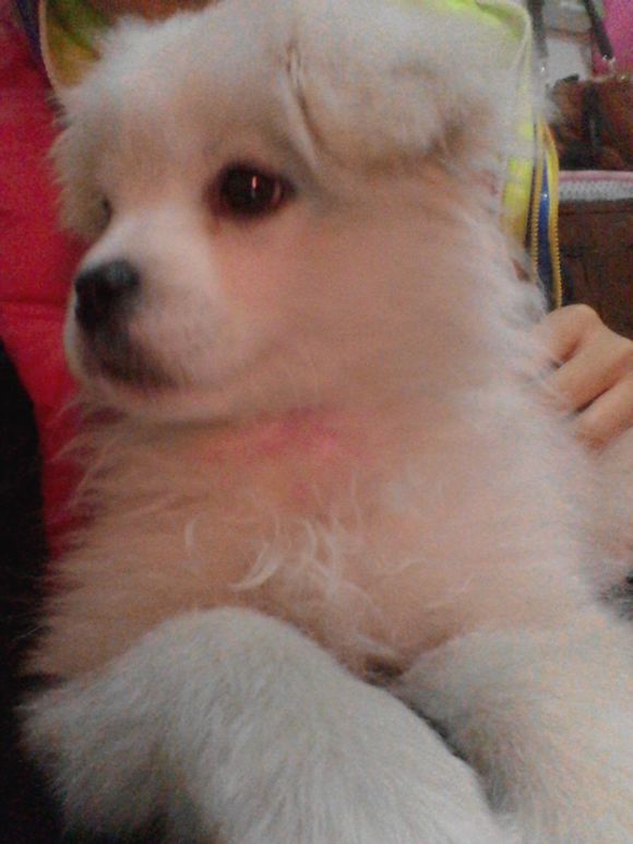 狗瘟怎么治疗彻底,狗瘟怎么治才能彻底好